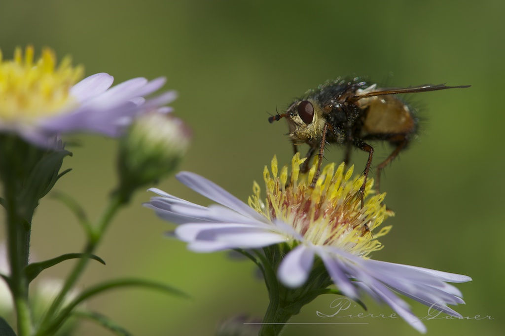 Abeille au travail