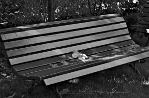 Feuille sur un banc